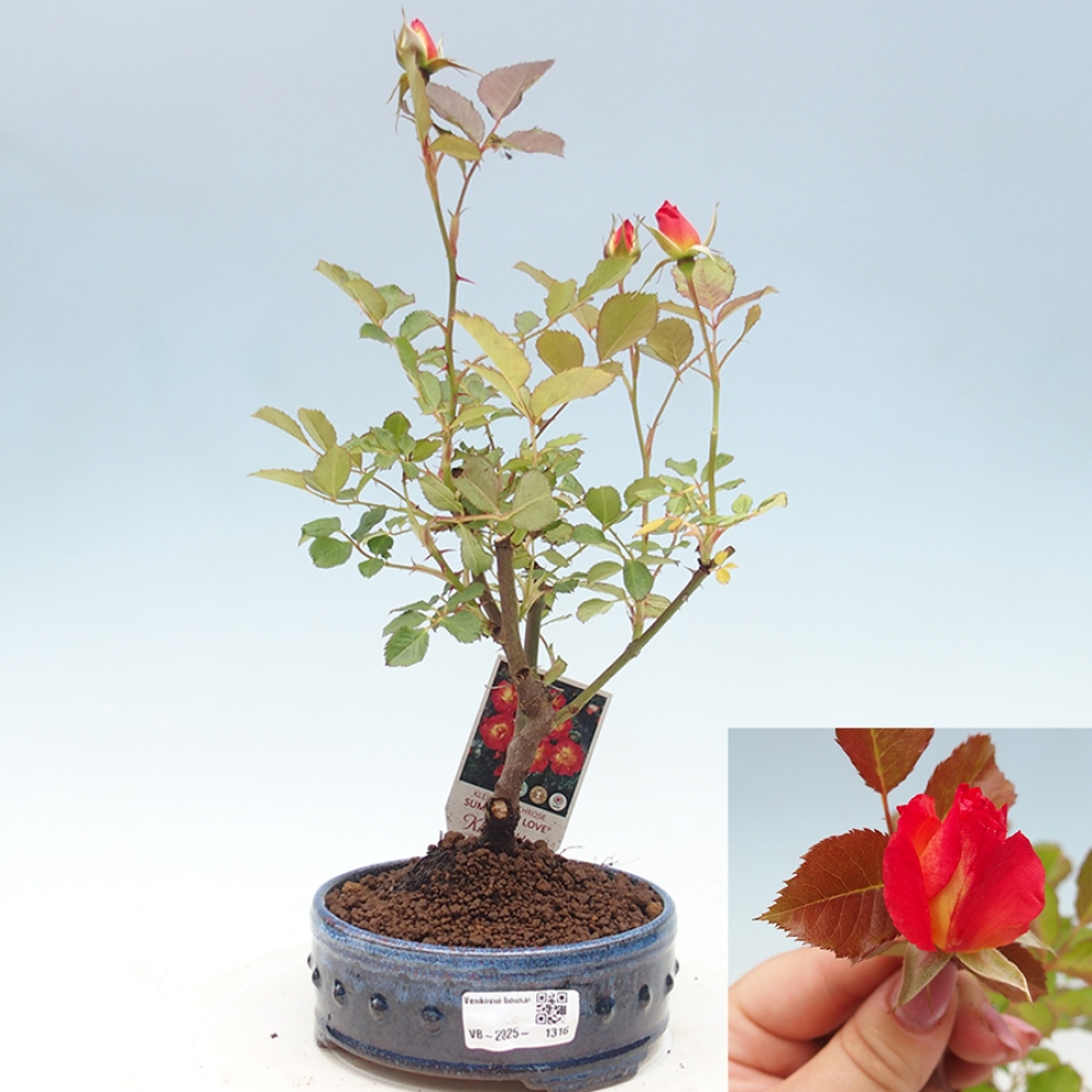 Bonsai für draußen - Rosa Kordes - Rose