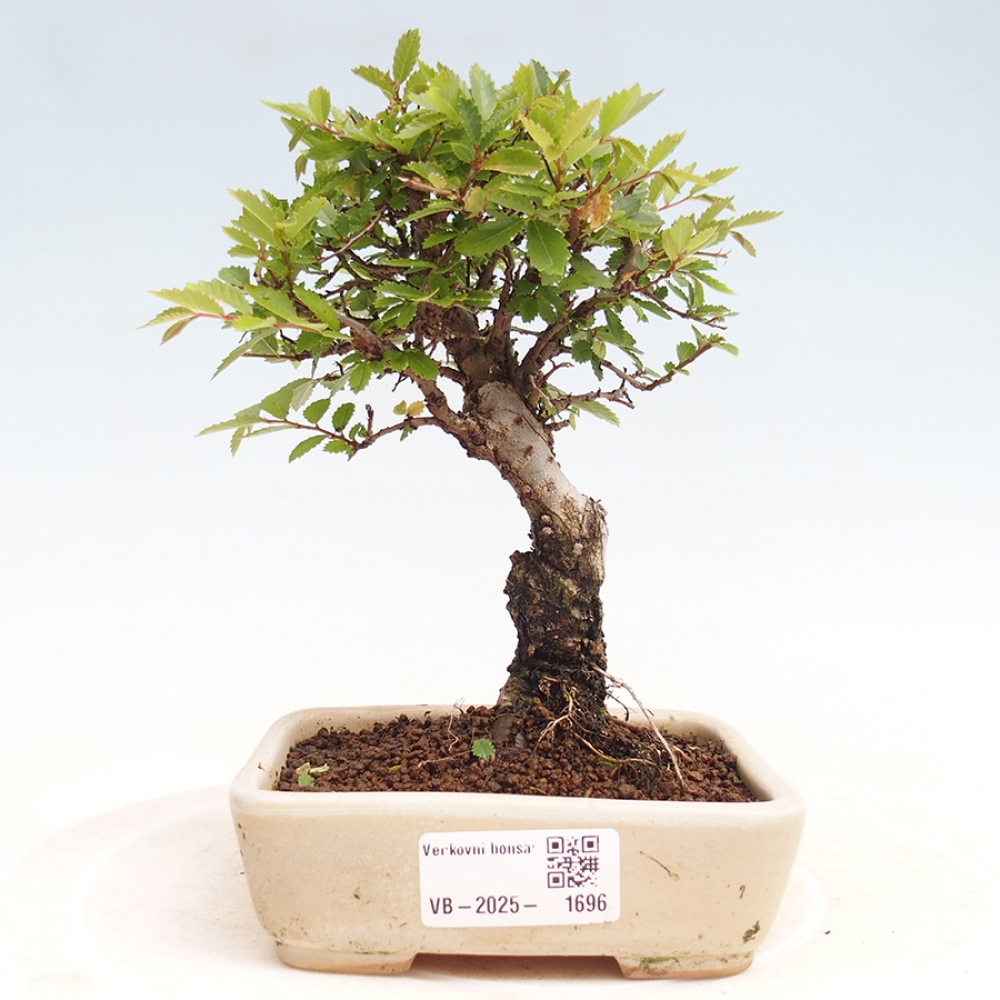 Bonsai für draußen - Zelkova - Zelkova NIRE