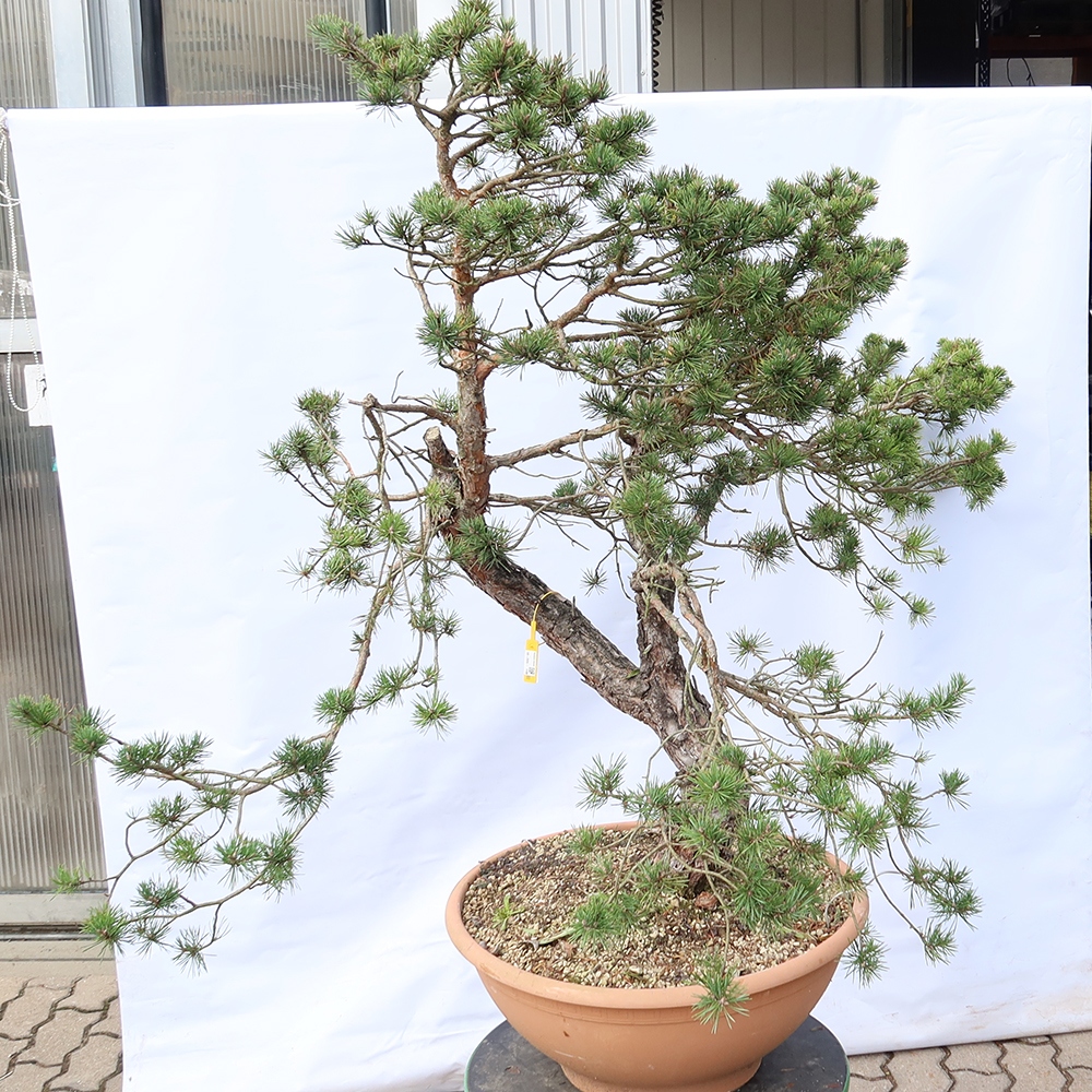 Pinus sylvestris Spanien – Waldkiefer