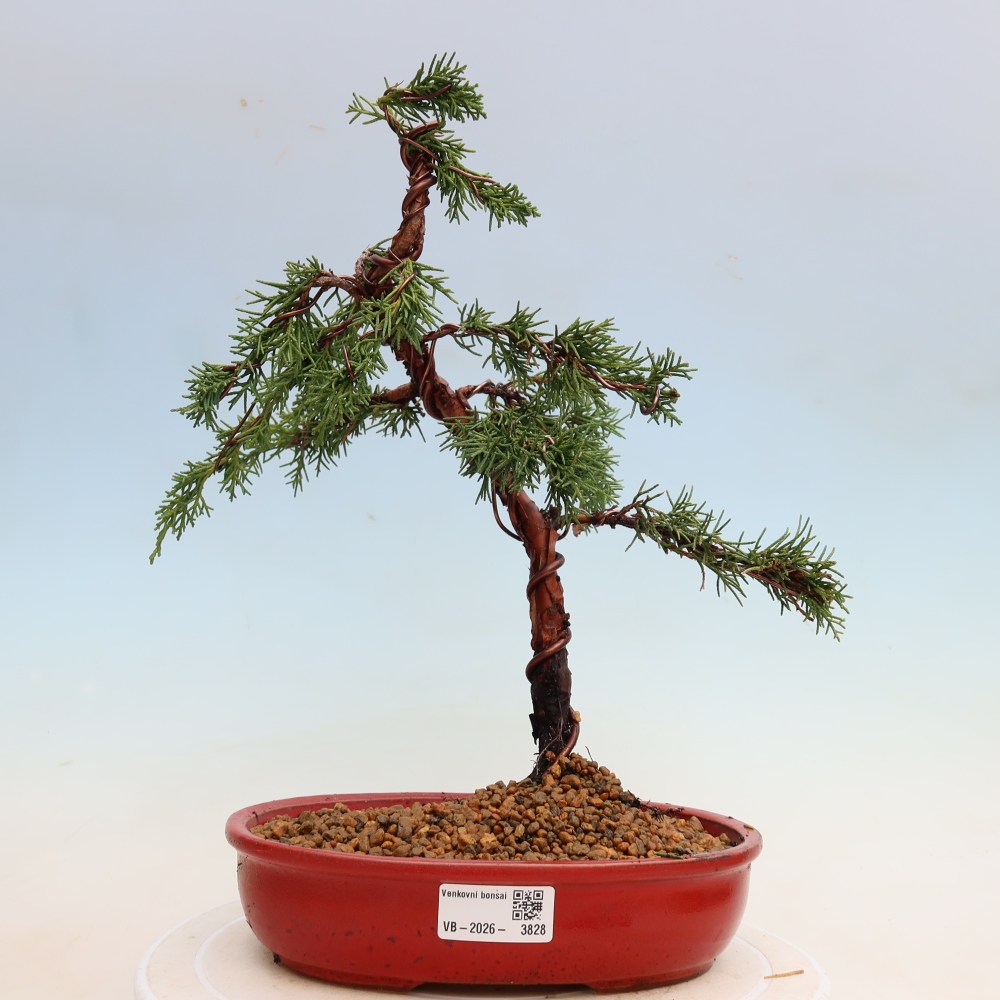Bonsai für draußen - Juniperus chinensis Kishu