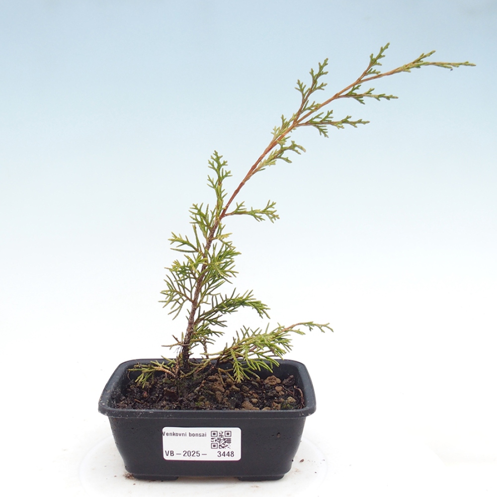 Bonsai für draußen - Juniperus chinensis Itoigawa
