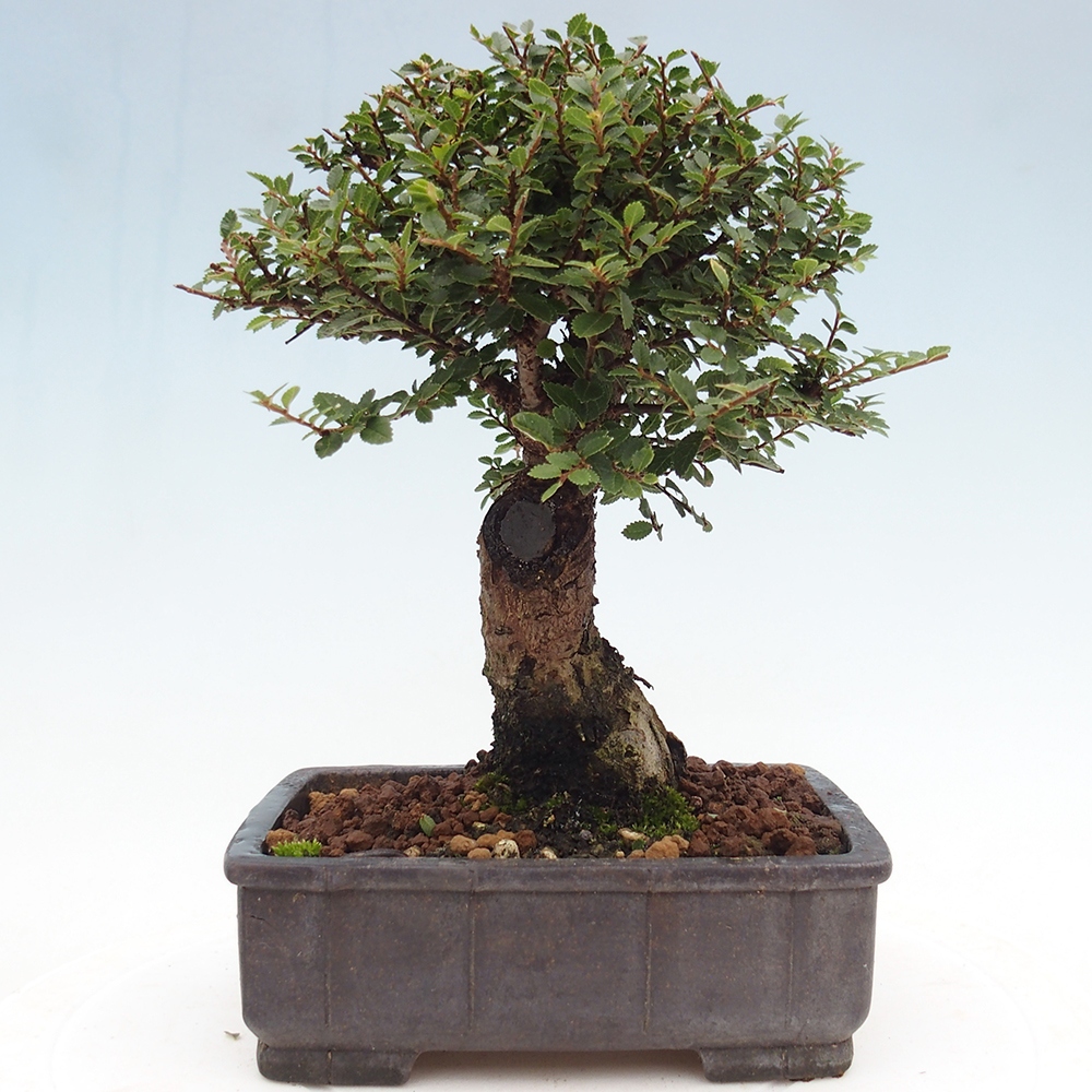 Bonsai für draußen - Ulmus parvifolia Hokkaido - Chinesische Ulme