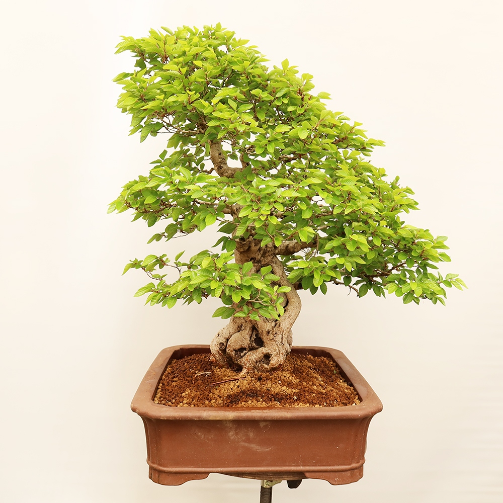 Bonsai für draußen - Karpinus Coreana - Koreanische Hainbuche