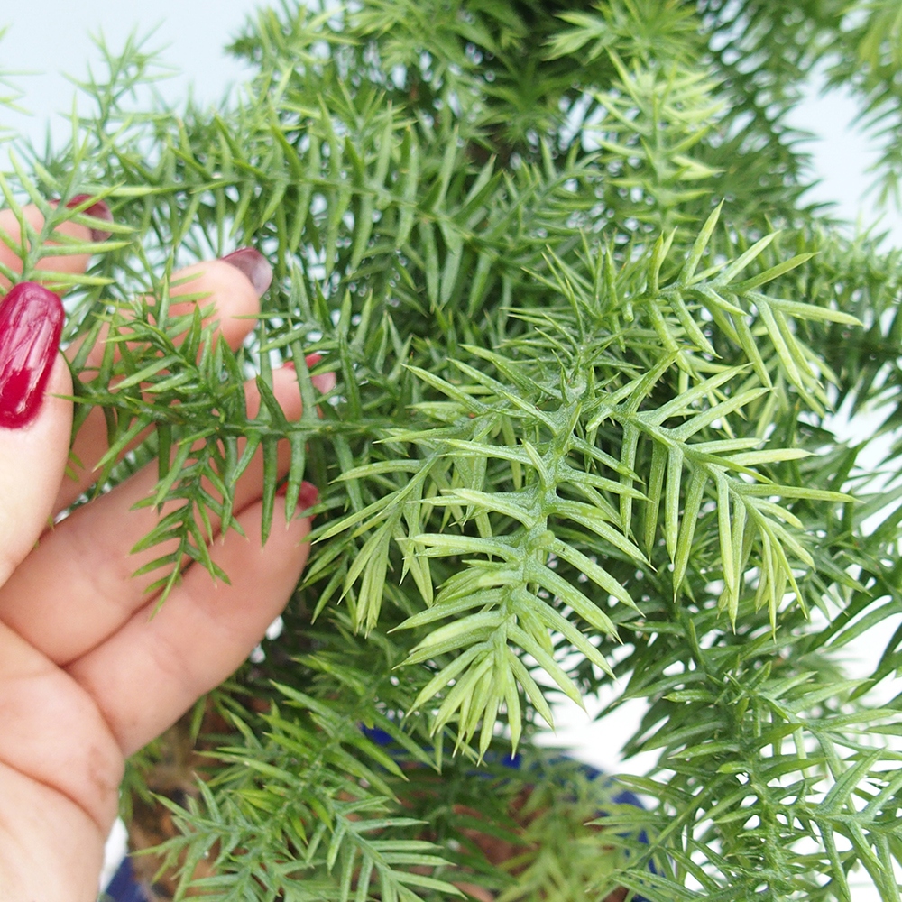 Zimmer Bonsai - Araucaria - Zimmer Fichte