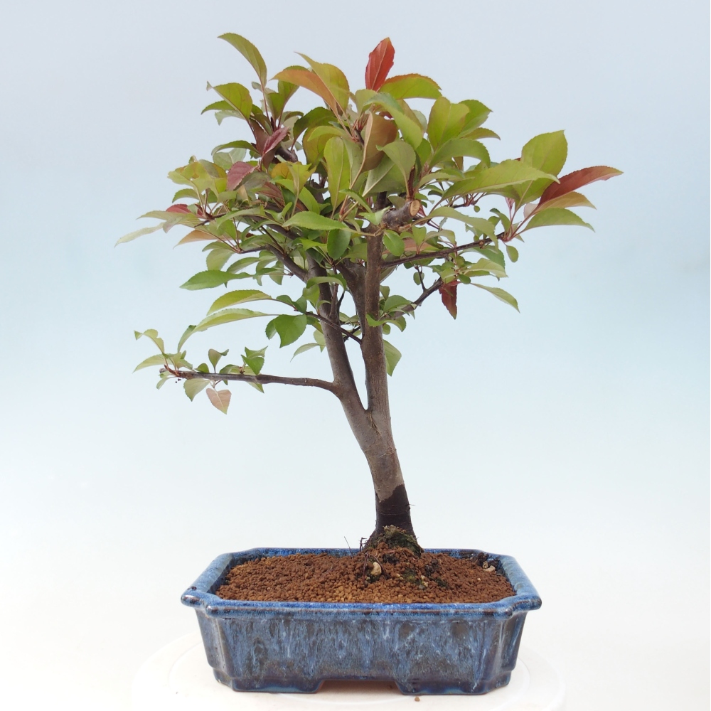 Outdoor-Bonsai -Malus domestica - Kleinfrüchtiger rotblättriger Apfelbaum