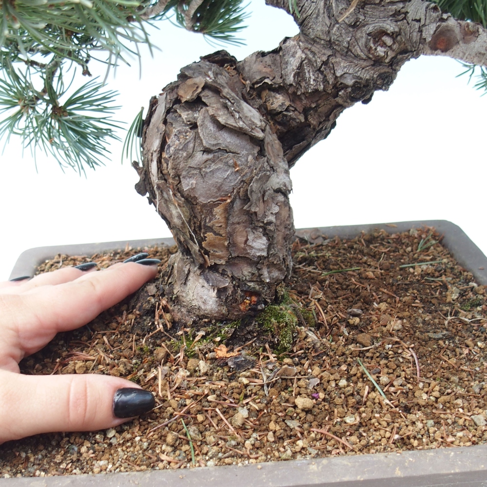 Bonsai für draußen - Pinus parviflora - Pinus parviflora