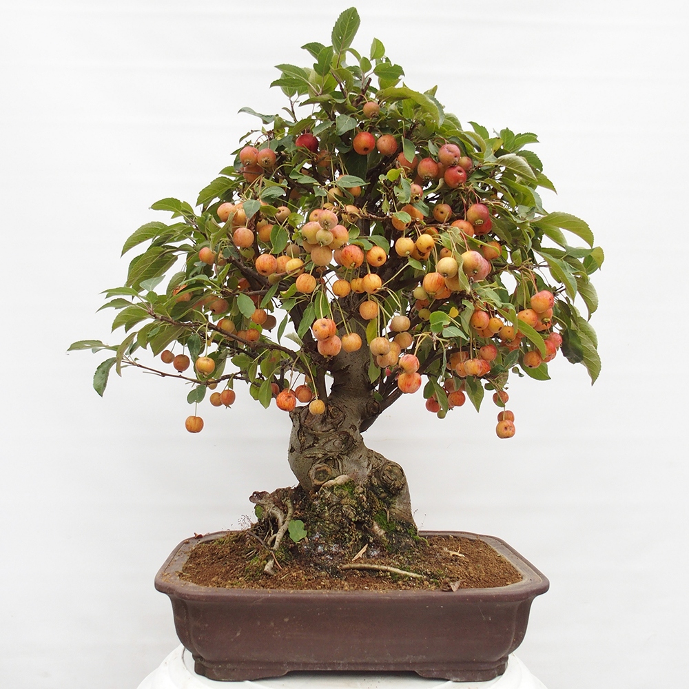 Outdoor-Bonsai -Malus halliana - Kleinfrüchtiger Apfelbaum