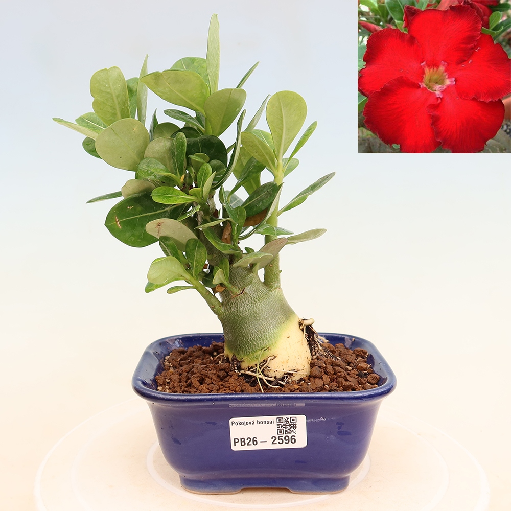 Zimmerbonsai – Adenium obesum „Red Star“ – Wüstenrose