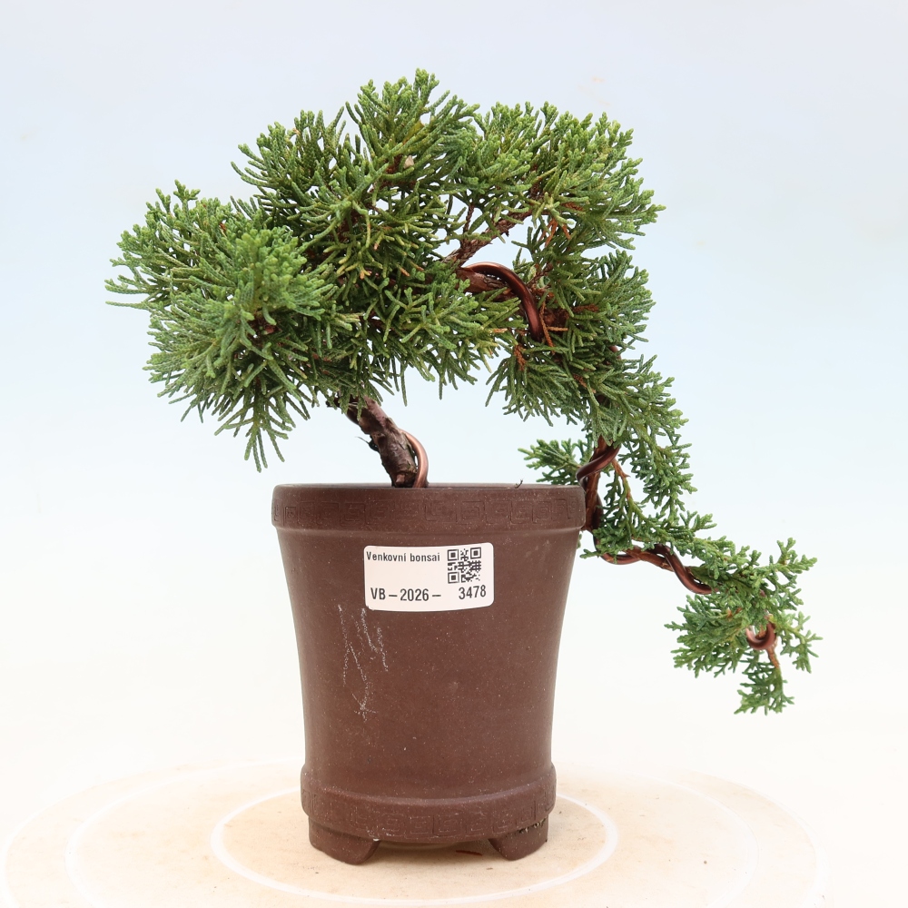 Bonsai für draußen - Juniperus chinensis Kishu