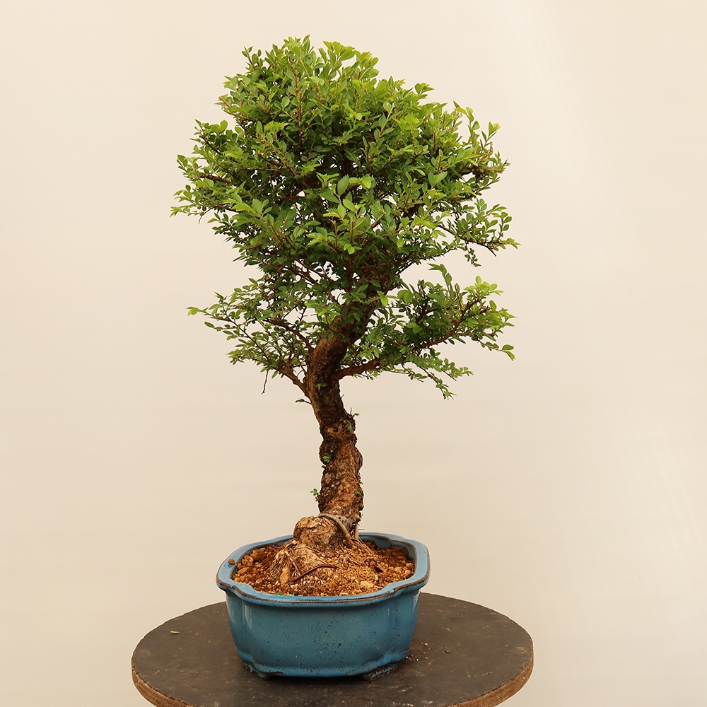 Bonsai für draußen - Zelkova - Zelkova NIRE
