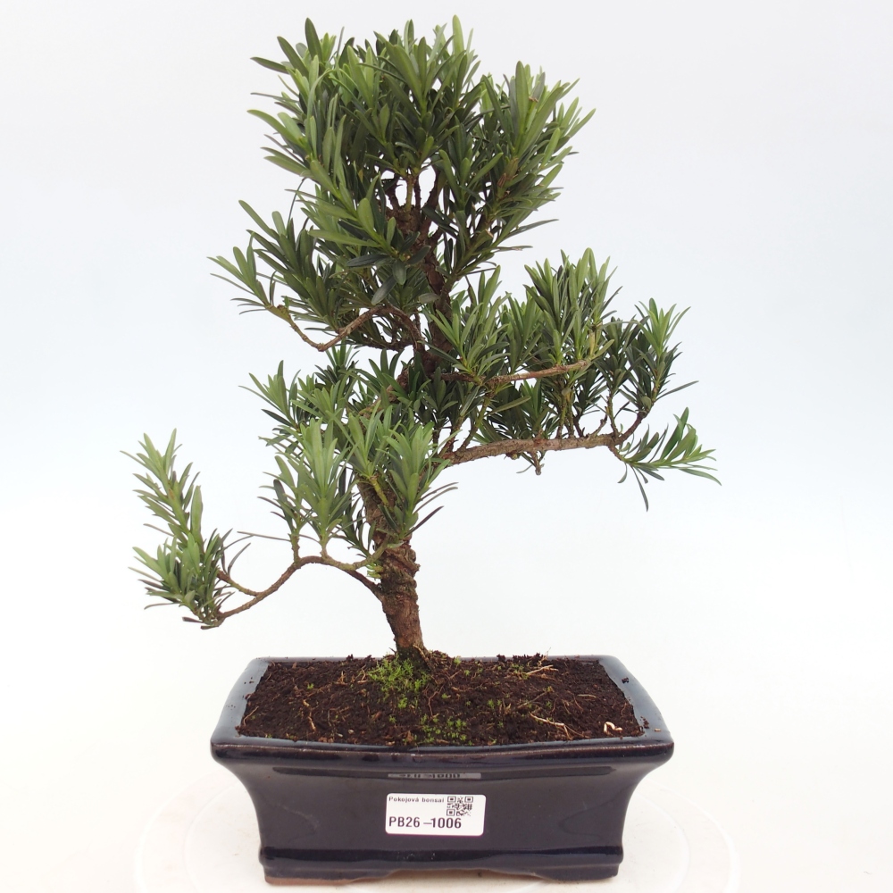 Zimmerbonsai - Podocarpus - Stein-Eibe