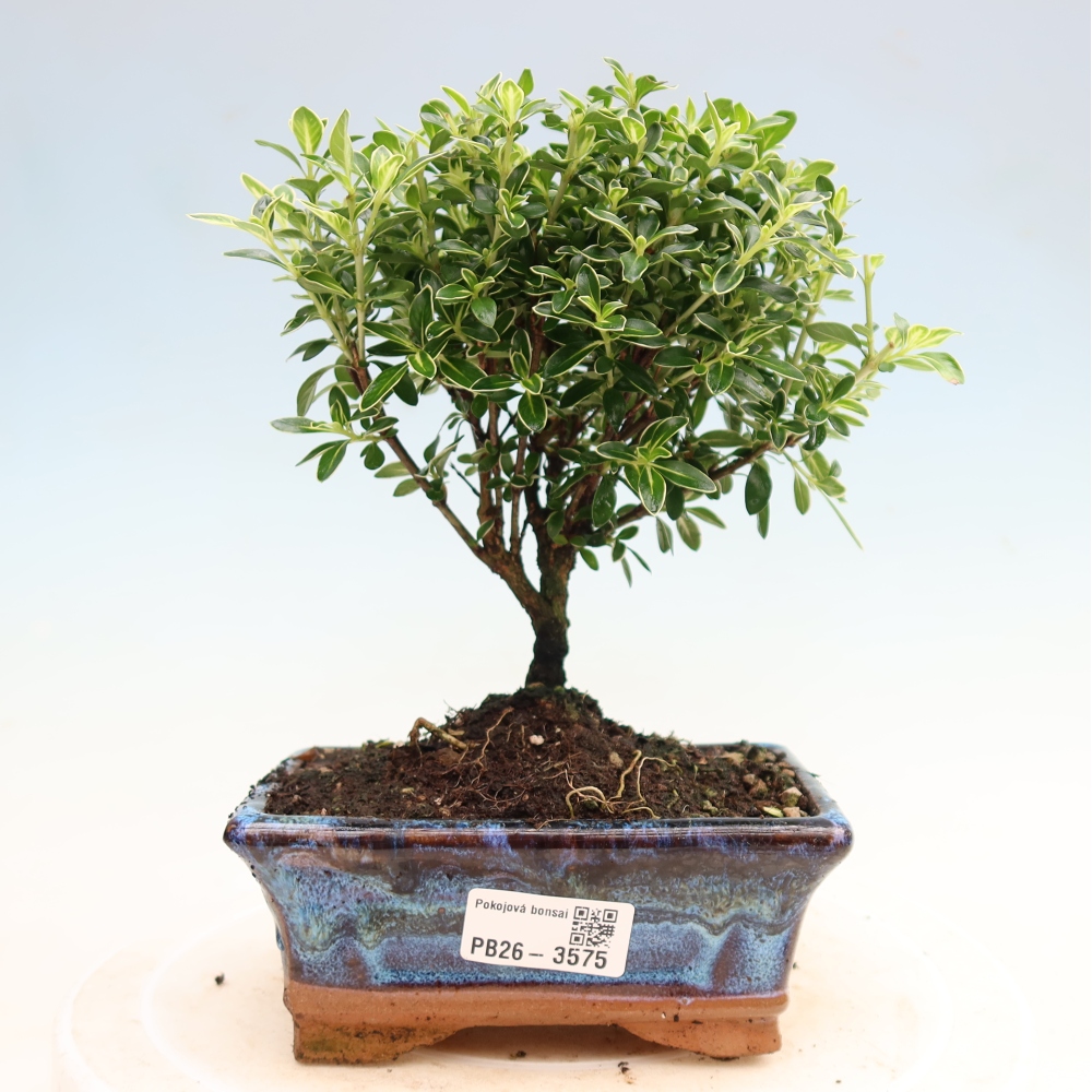 Zimmerbonsai - Serissa foetida Variegata - Baum der Tausend Sterne