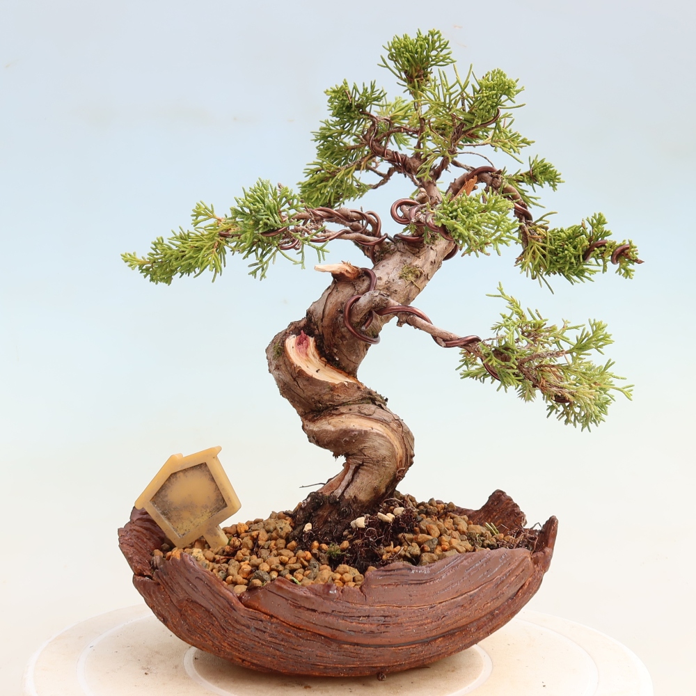 Bonsai für draußen - Juniperus chinensis Itoigawa-Juniperus chinensis