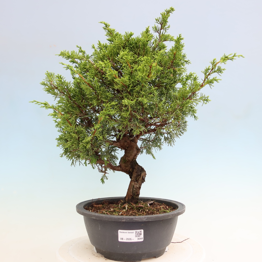 Bonsai für draußen - Juniperus chinensis Itoigawa-Juniperus chinensis