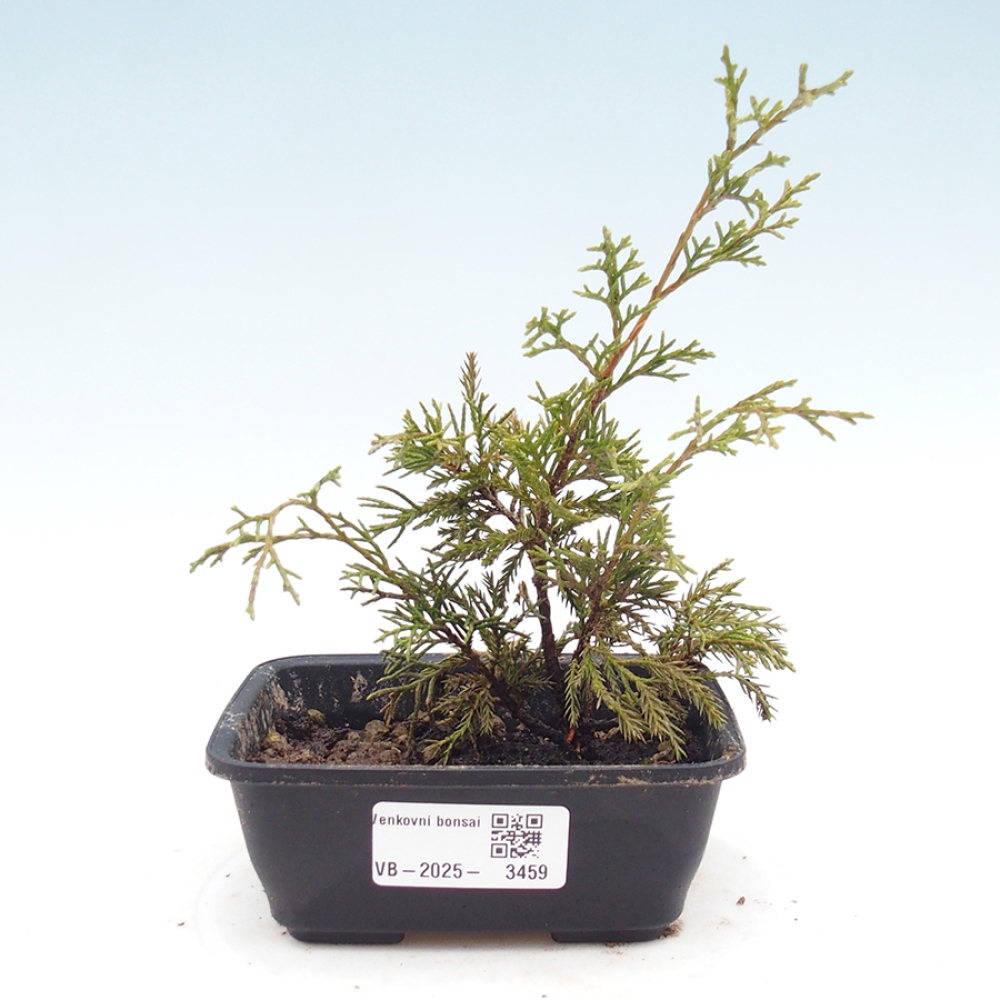 Bonsai für draußen - Juniperus chinensis Itoigawa