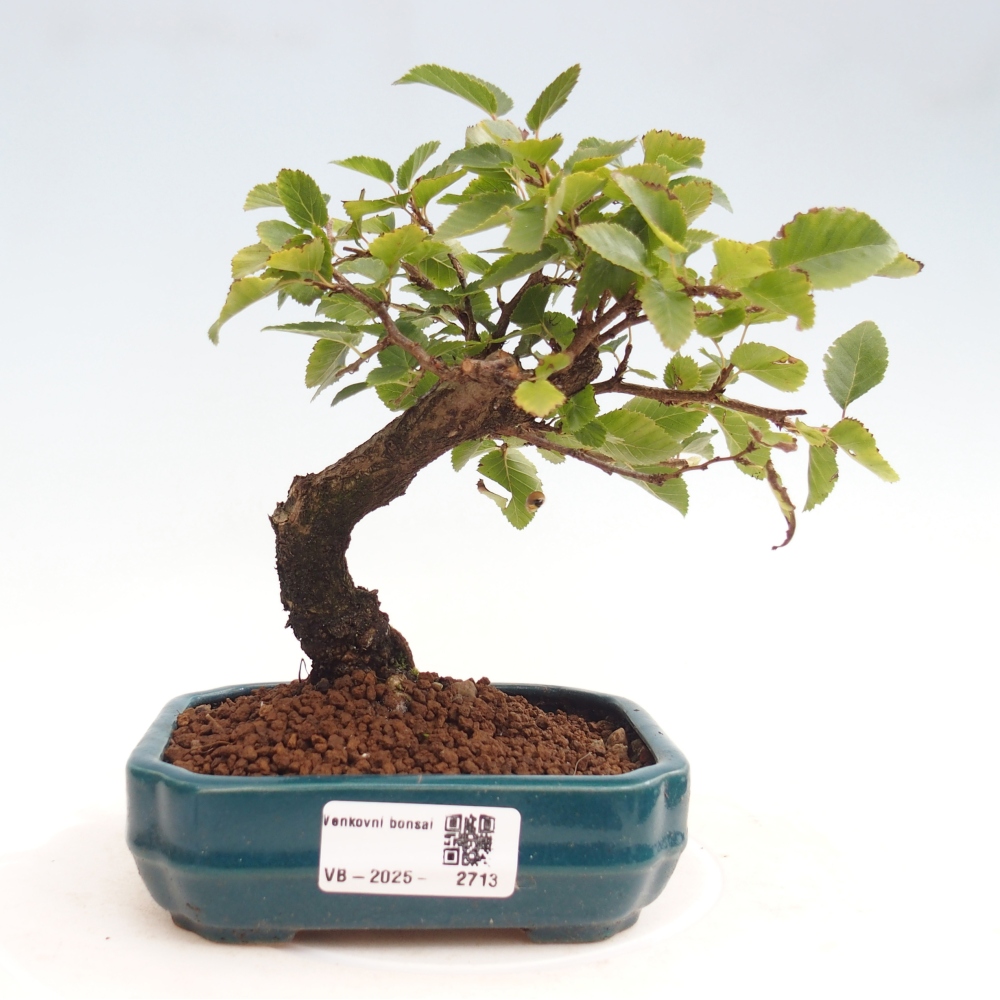 Bonsai für draußen -Carpinus CARPINOIDES - Koreanische Hainbuche