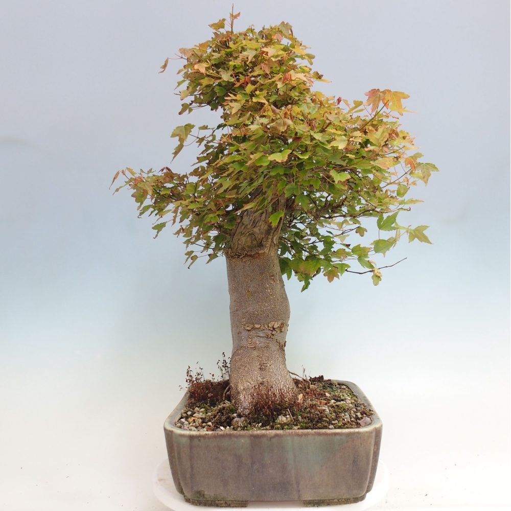 Bonsai für draußen - Acer Buergerianum - Bergahorn