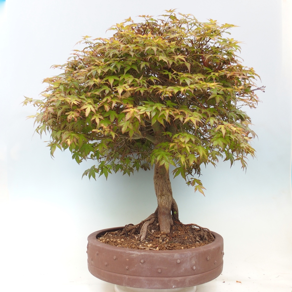 Spitzahorn - Acer palmatum Beni Tsukasa