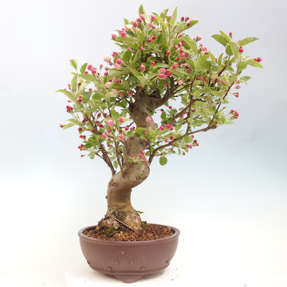 Outdoor-Bonsai -Malus halliana - Kleinfrüchtiger Apfelbaum