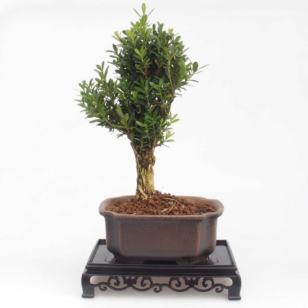 Bonsai Tisch Kunststoff Rechteck 15,5 x 10 x 3 cm, Farbe schwarz