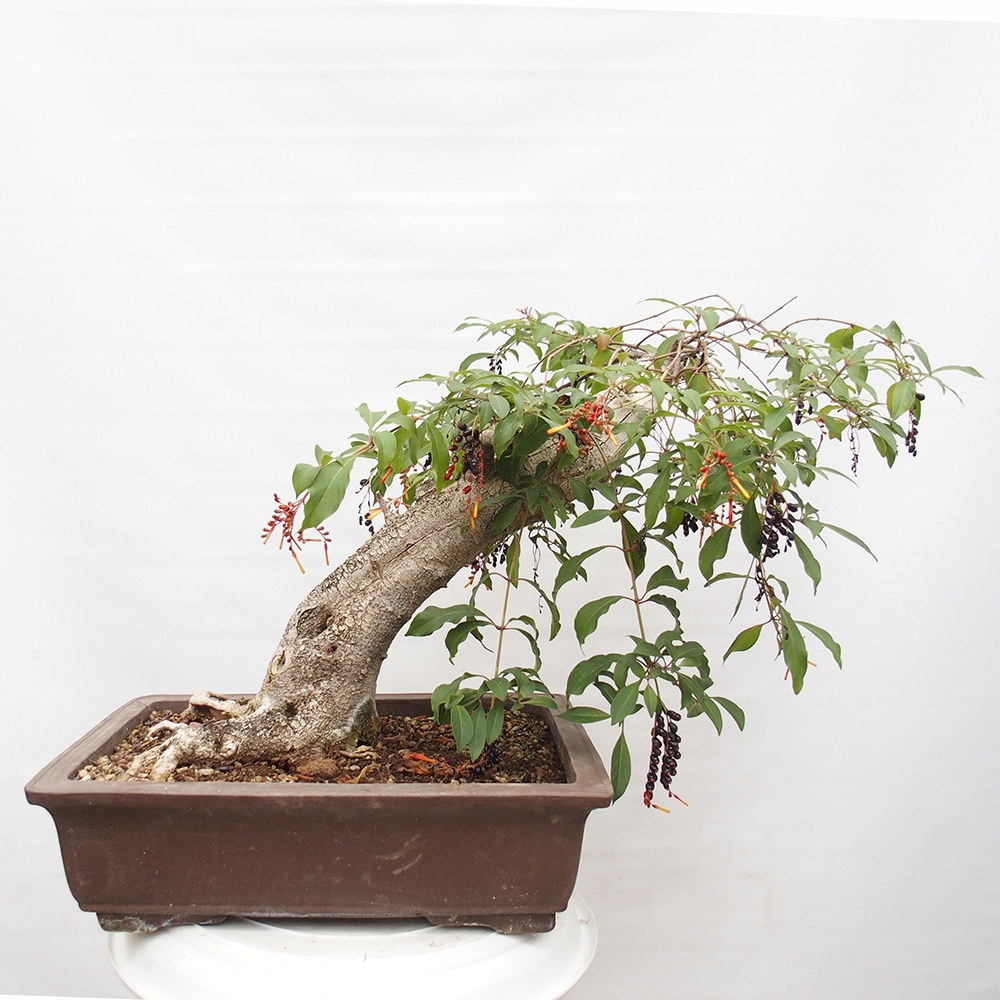 Zimmer Bonsai - Hamelia Patent