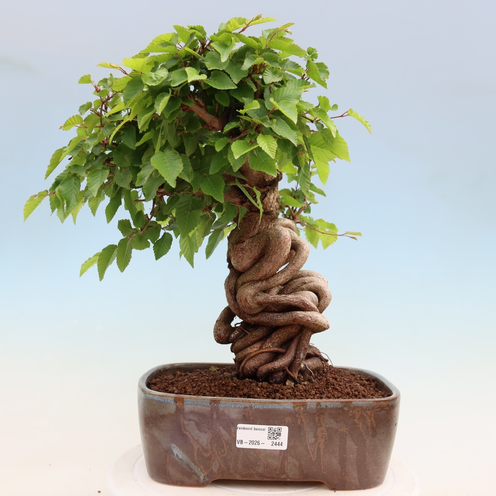Bonsai für draußen - Karpinus Coreana - Koreanische Hainbuche