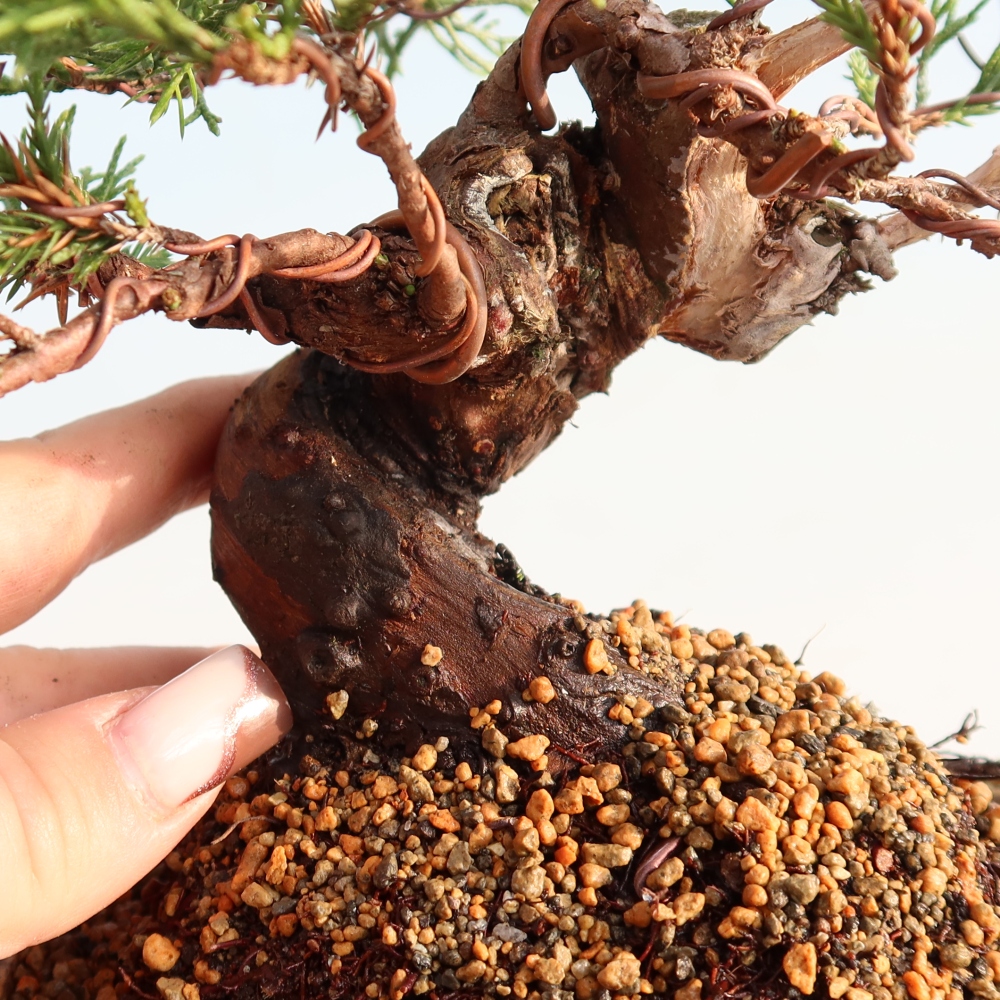 Bonsai für draußen - Juniperus chinensis Itoigawa