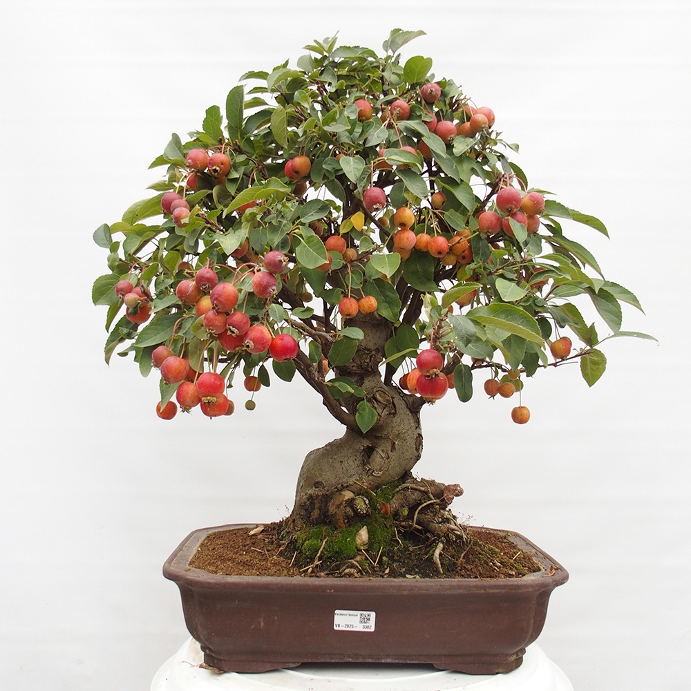 Outdoor-Bonsai -Malus halliana - Kleinfrüchtiger Apfelbaum