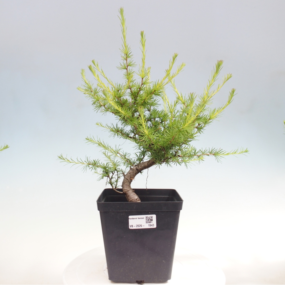 Bonsai für draußen -Larix decidua - Lärche
