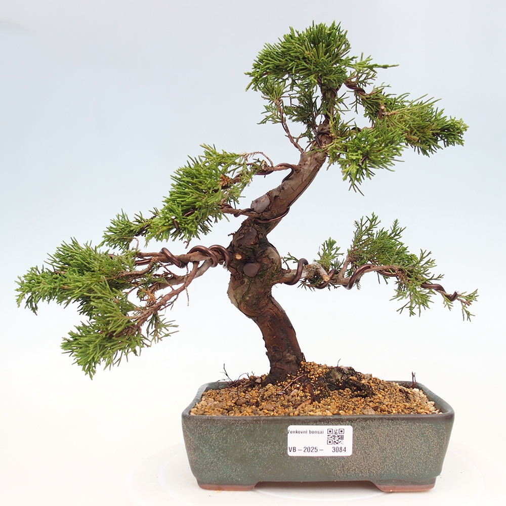 Bonsai für draußen - Juniperus chinensis Itoigawa