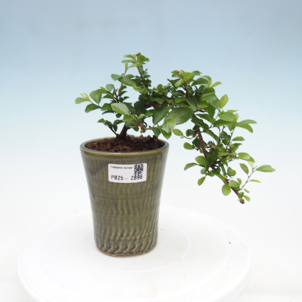 Zimmerbonsai - Grewia occidentalis - Lavendel Seestern