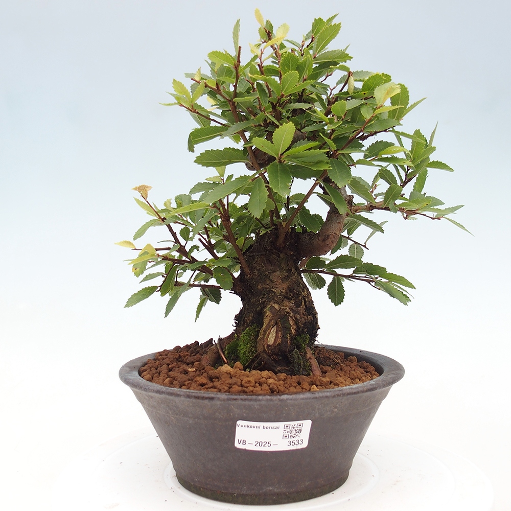Bonsai für draußen - Zelkova - Zelkova NIRE