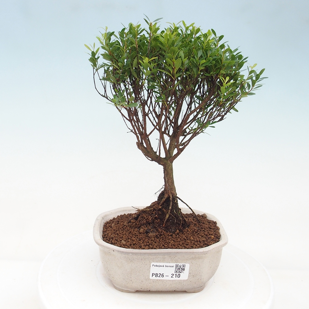 Zimmer Bonsai - Syzygium - Piment