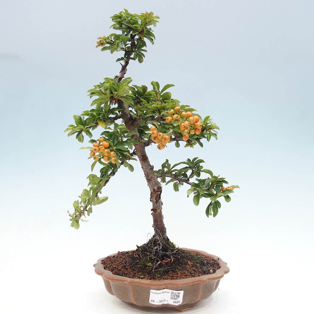 Freiland-Bonsai-Pyracantha Teton -Hlox