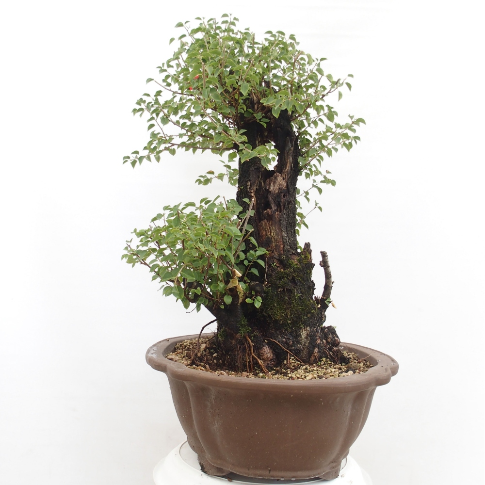 Bonsai für draußen - Mahalebka - Prunus mahaleb