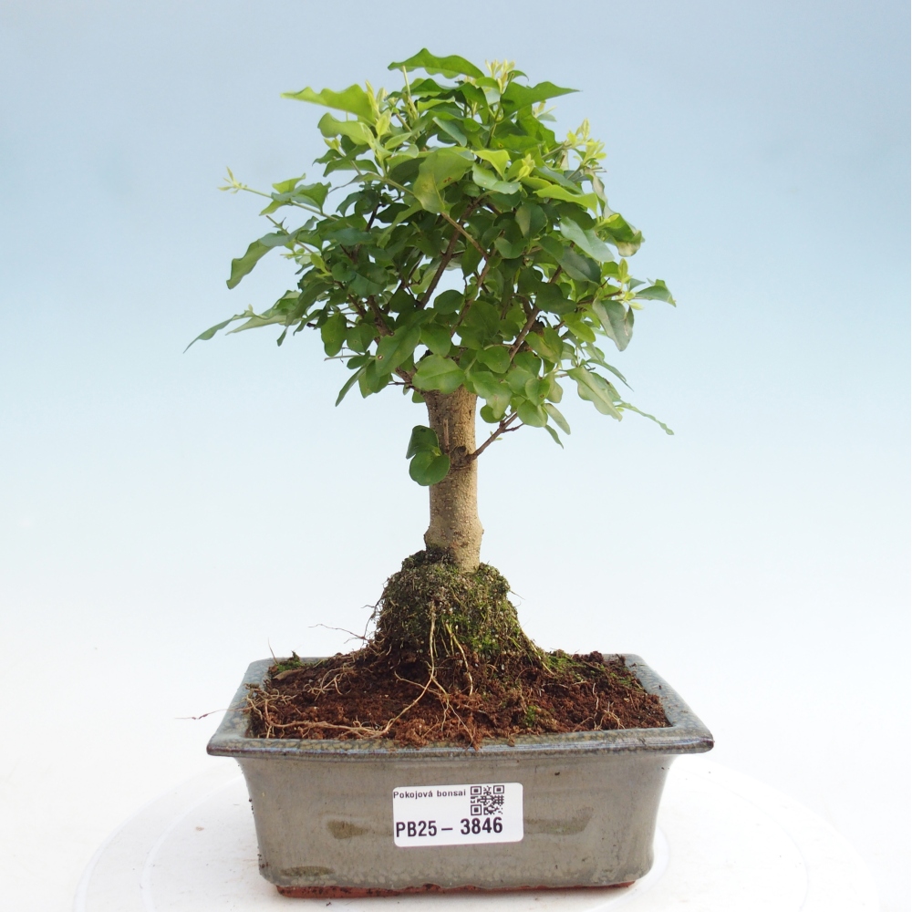 Zimmer Bonsai -Ligustrum chinensis - Vogelschnabel