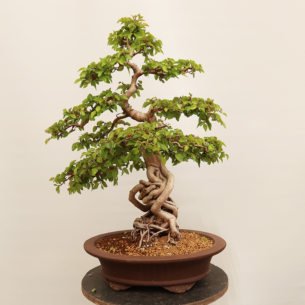 Bonsai für draußen - Karpinus Coreana - Koreanische Hainbuche