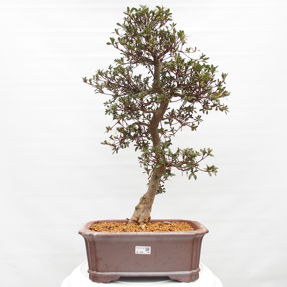 Bonsai für draußen - Japanische Azalee - Azalea satsuki