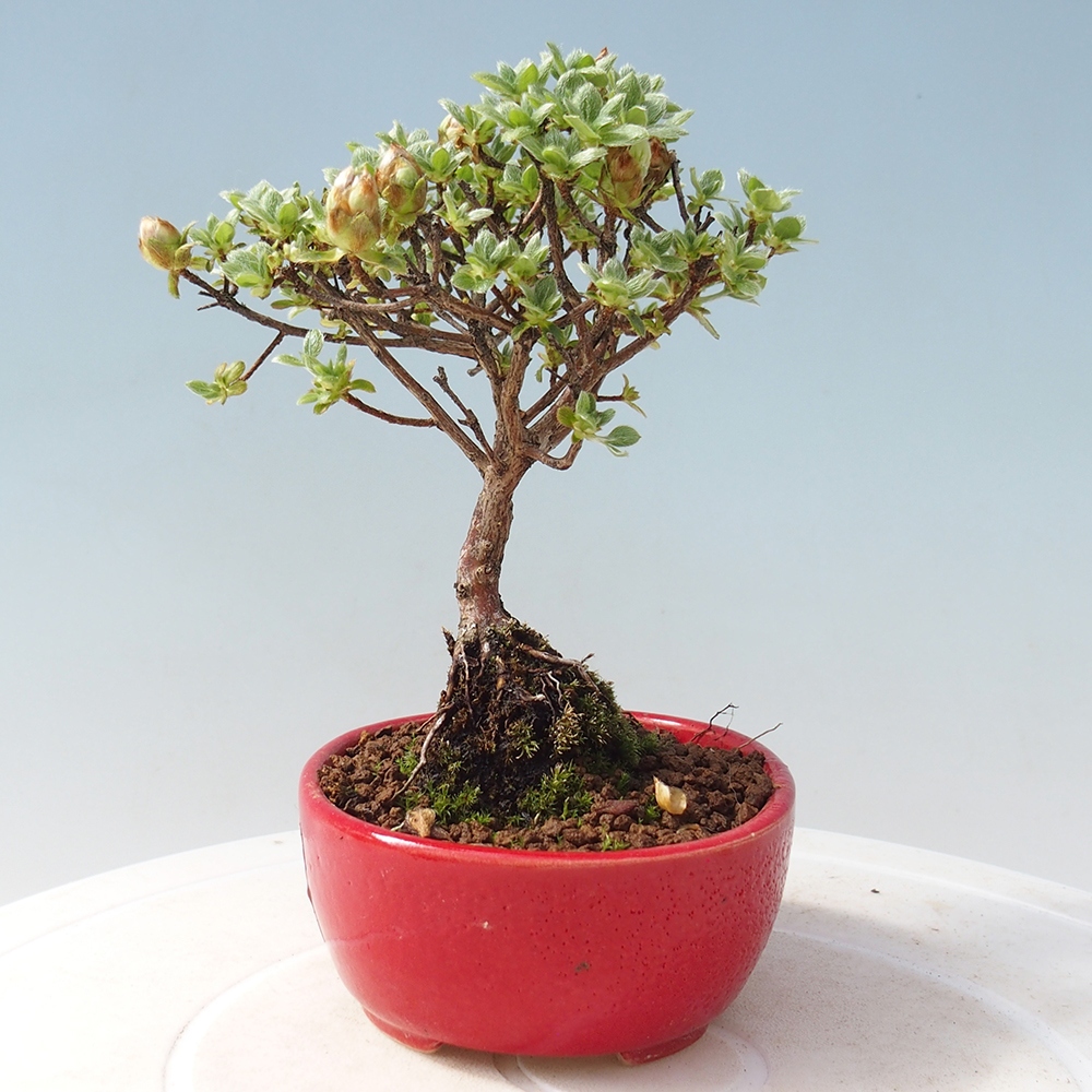 Bonsai für draußen - Rhododendron indicum - Japanische Azalee