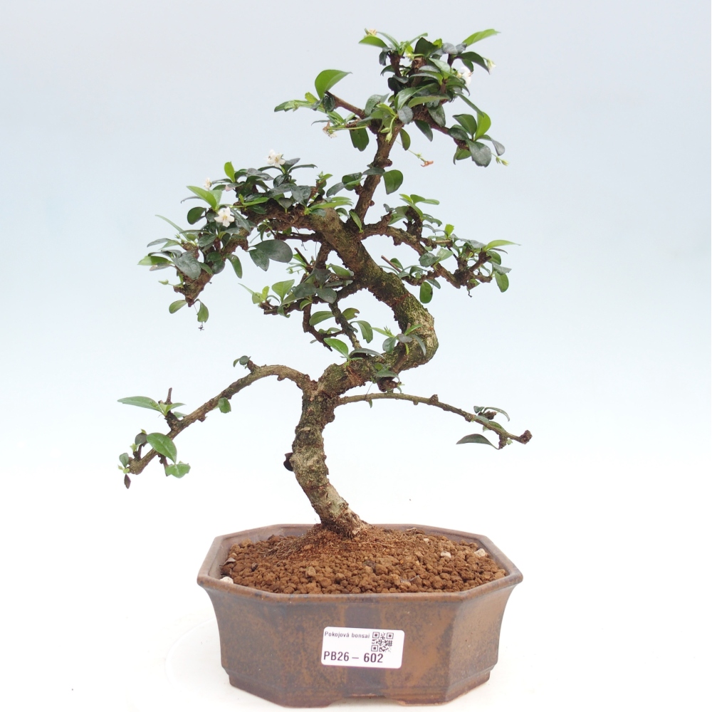 Zimmer-Bonsai - Carmona macrophylla - Tee-Fuki