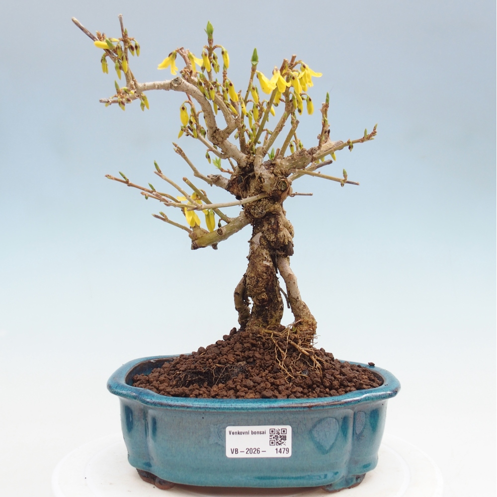 Bonsai für draußen - Zlatice - Forsythia koreana