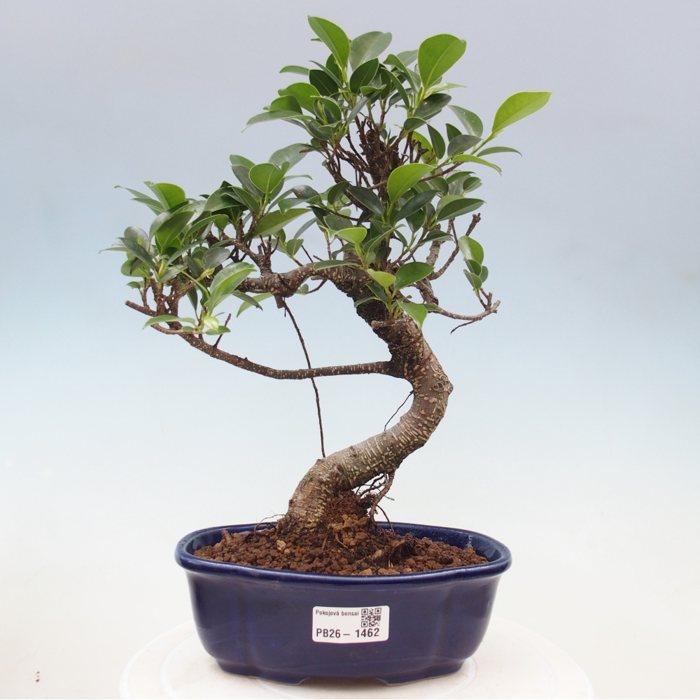 Zimmerbonsai - Ficus retusa - Kleinblättriger Ficus