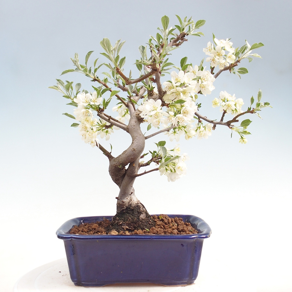 Outdoor Bonsai - Malus sargentii - Kleinfrüchtiger Apfelbaum
