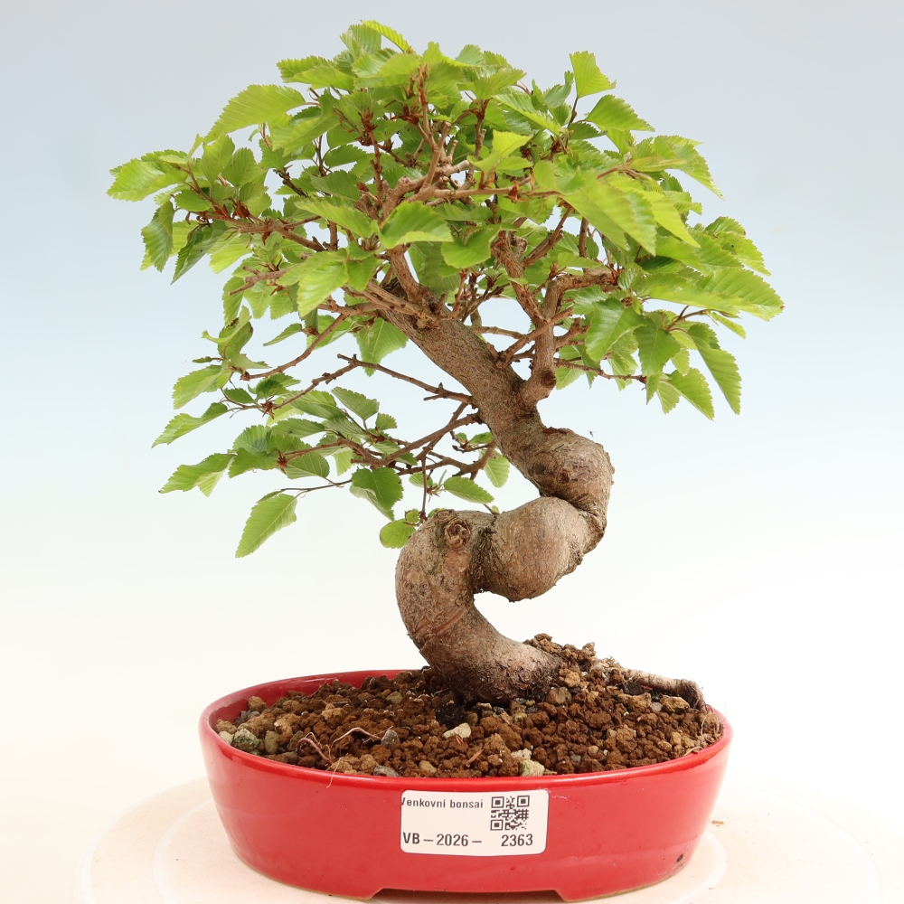 Bonsai für draußen - Karpinus Coreana - Koreanische Hainbuche