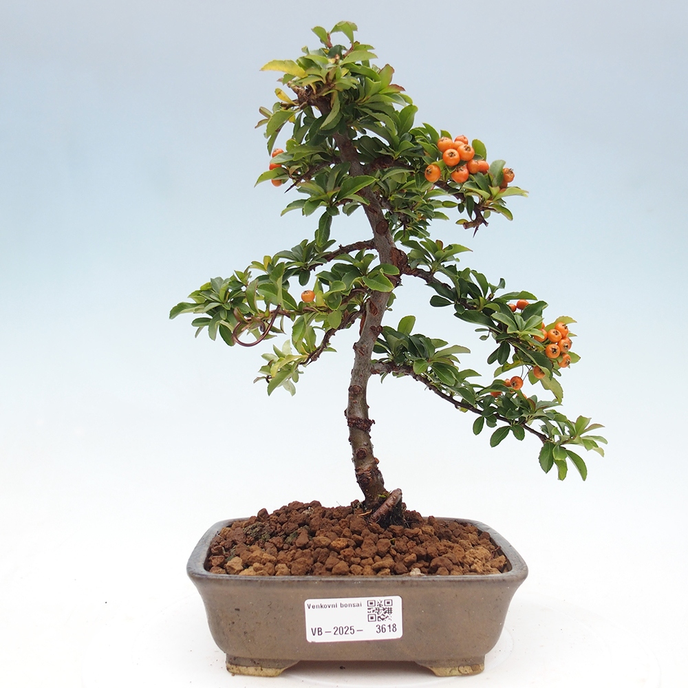 Freiland-Bonsai-Pyracantha Teton -Hlox