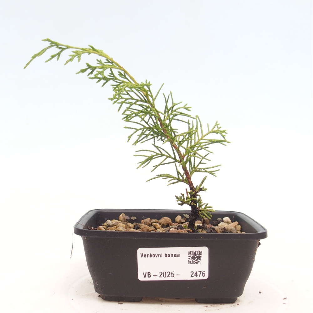 Bonsai für draußen - Juniperus chinensis Itoigawa
