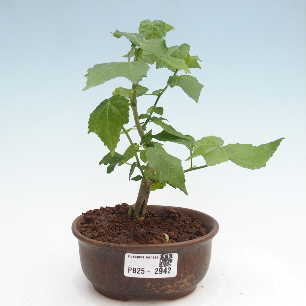 Zimmerbonsai - Malvaviscus arboreus
