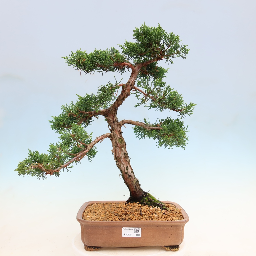 Bonsai für draußen - Juniperus chinensis Kishu