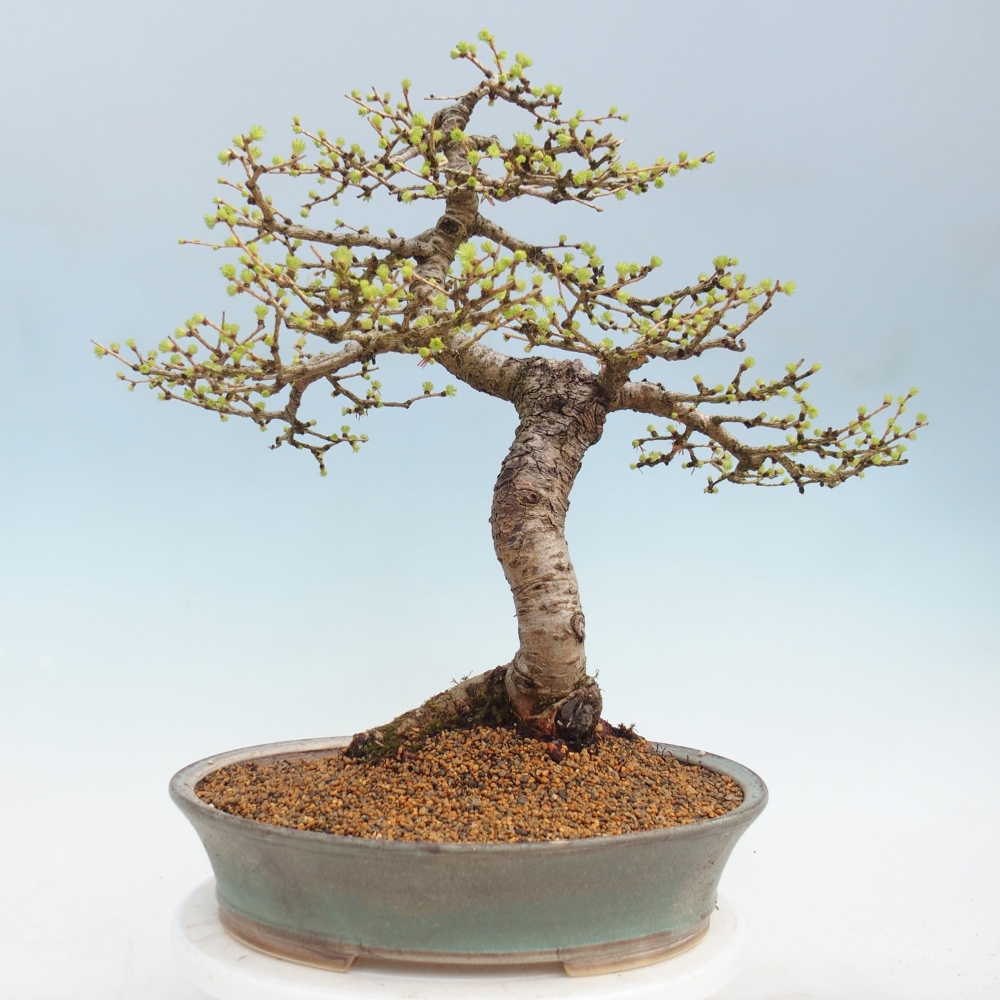 Bonsai für draußen -Larix decidua - Lärche