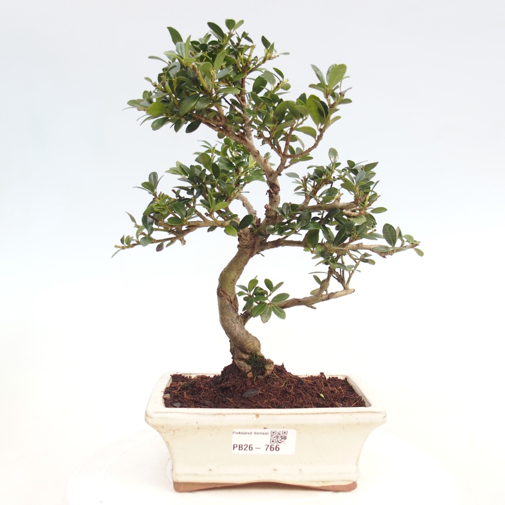 Zimmer Bonsai - Ilex crenata - Stechpalme